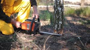 Professional Tree Services in Lemmon Valley, NV