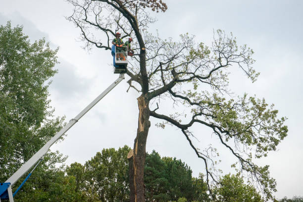 Why Choose Our Tree Removal Services in Lemmon Valley, NV?