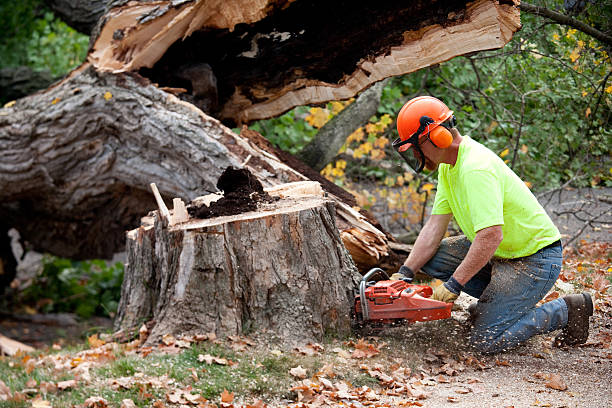 Lawn Pest Prevention in Lemmon Valley, NV