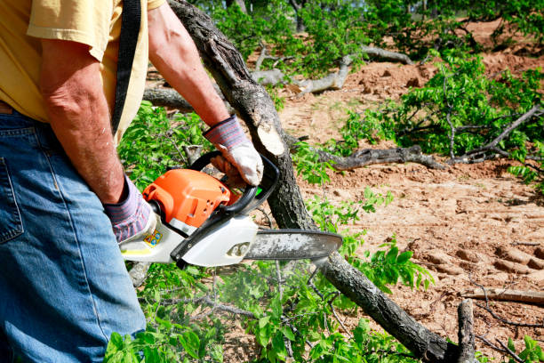 Best Storm Damage Tree Cleanup  in Lemmon Valley, NV